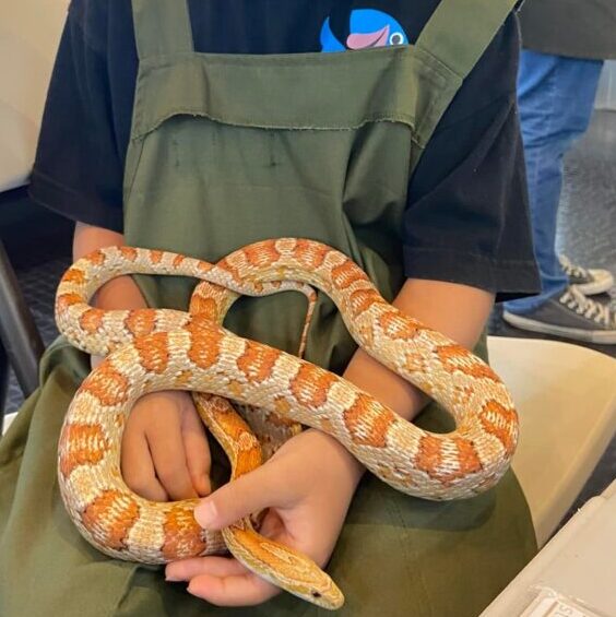 ヘビのハンドリング
