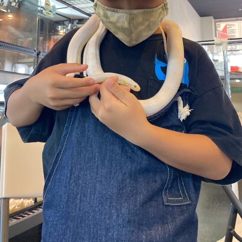 ヘビのハンドリング
