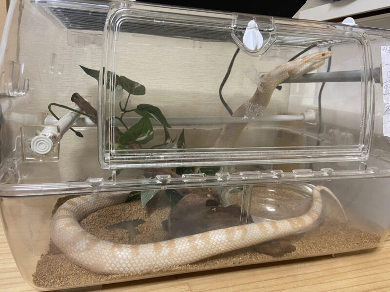 床砂を敷いたヘビのケージ