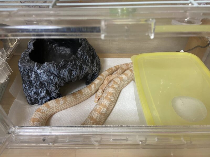リラックスするヘビ
