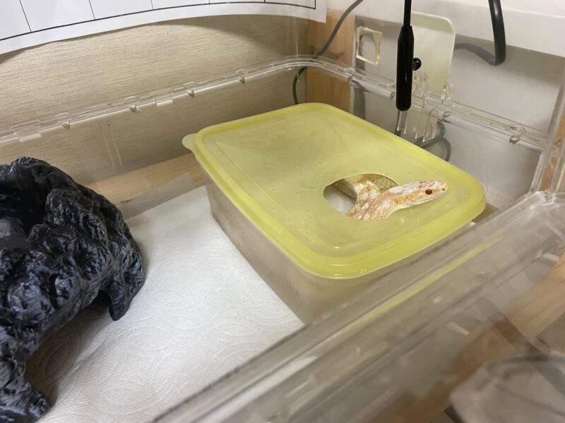 水浴びするヘビ